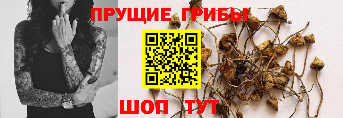 Псилоцибиновые грибы мухоморы Грозный